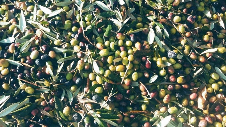Il Pettirosso B&B Grottaferrata Kültér fotó