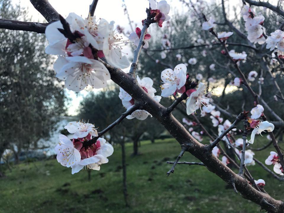 Il Pettirosso B&B Grottaferrata Kültér fotó